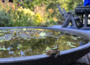 A baby frog emerges triumphantly from metamorphosis within a small patio pond.  